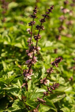 İlkbaharda yeşil bir çalıda İvan çiçekleri