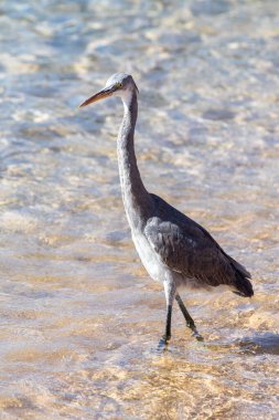 Deniz kıyısındaki gri Mısır balıkçıl kuşu, yakın plan..