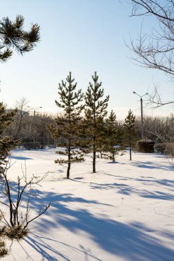 Ormanda kış manzarası, açık güneşli soğuk bir gün..