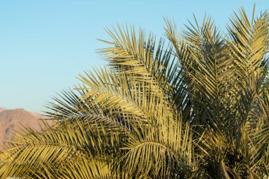 Mavi gökyüzüne karşı palmiye ağaçları, gökyüzüne karşı palmiye yaprakları. Afrika doğa manzarası.