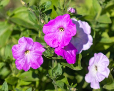 Petunya çiçekleri, parlak renkli çiçekler..