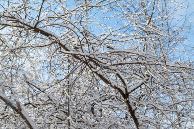 Mavi gökyüzüne karşı karda ağaç dalları. Kış manzarası.