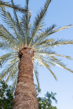 Mavi gökyüzüne karşı palmiye ağaçları, gökyüzüne karşı palmiye yaprakları.