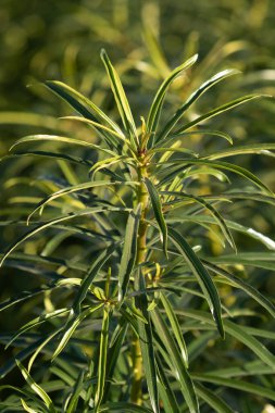 Yeşil nar yapraklarının arkaplanı.