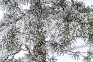 Kozalaklı dallar karla kaplıdır. Kar kristallerindeki çam dalı, bir kış günü kar arkaplanına yakın çekim yapar..