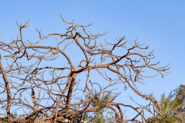 İlkbaharda gökyüzüne karşı çıplak bir ağacın akasya dalları.