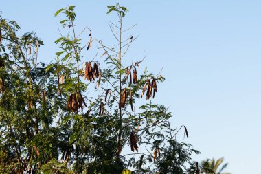 Arkaplan olarak parlak yeşil yapraklar, yeşil bir bitkinin dokusu. Bahar manzarası.