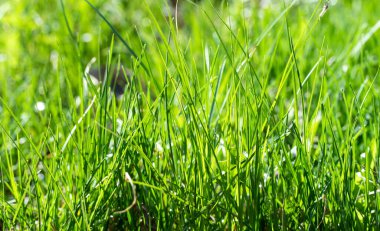 Genç yeşil çimenler, güneşe karşı, çimen arka plan.