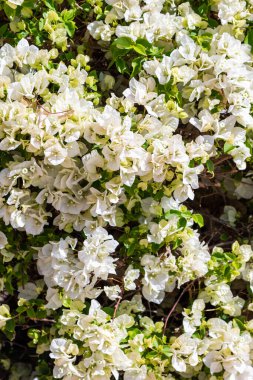 Beyaz çiçeklerin bolluğu, bahar manzarası. Güzel beyaz çiçekler, çiçekli arka plan.