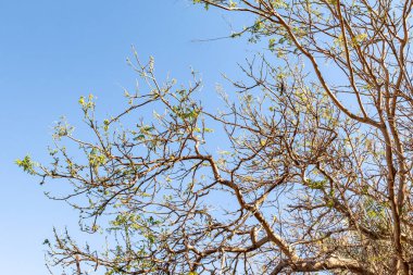 İlkbaharda gökyüzüne karşı çıplak bir ağacın akasya dalları.