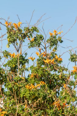 Çiçek açan ağaç, mavi gökyüzüne karşı sarı büyük çiçekler..