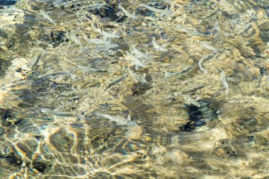 Net deniz suyu, çözülmüş dalgalanmalar, arka plan su dokusu.