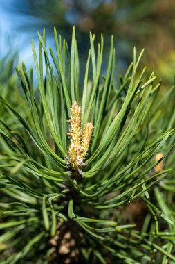 Genç filizler yeşil iğneler, ladin iğneleri yakın plan.