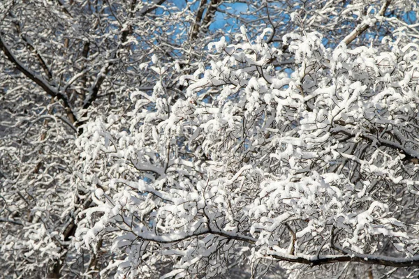 Ramos Árvores Neve Contra Céu Azul Paisagem Inverno — Fotografia de Stock