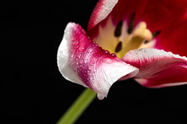 郁金香美丽明亮的郁金香花 粉红白色 背景黑色 — 图库照片