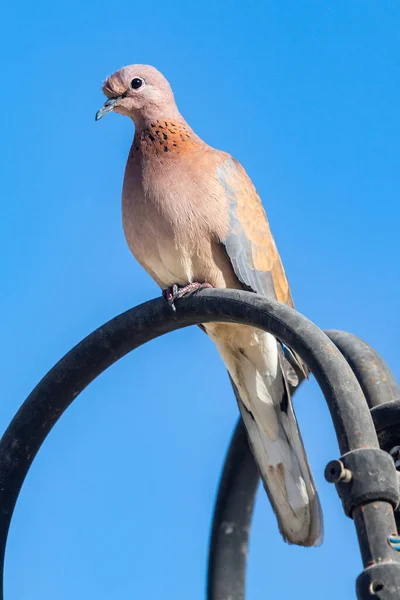 Bird Sits Lamp Street Afternoon — Stock Photo, Image