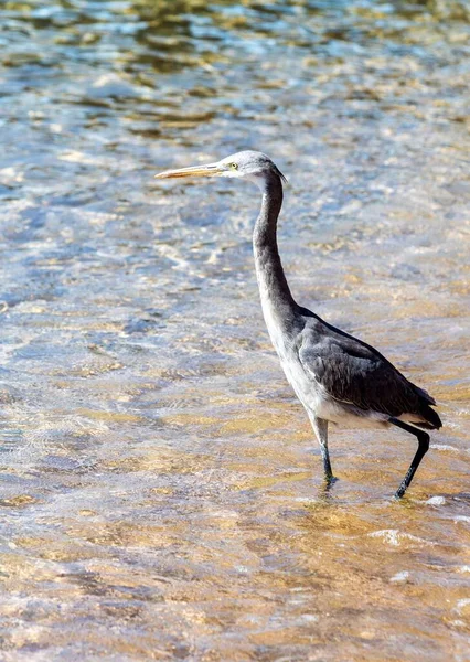 Garza Egipcia Gris Orilla Del Mar Primer Plano —  Fotos de Stock