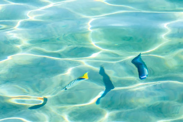 Marine Bunte Fische Wasser Defokussiertes Wasser Hintergrund Ansicht Von Oben — Stockfoto