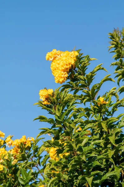 Bloeiende Boom Gele Grote Bloemen Tegen Blauwe Lucht — Stockfoto