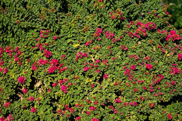 Flores Rojas Maleza Tropical Primer Plano Fondo Desenfocado —  Fotos de Stock