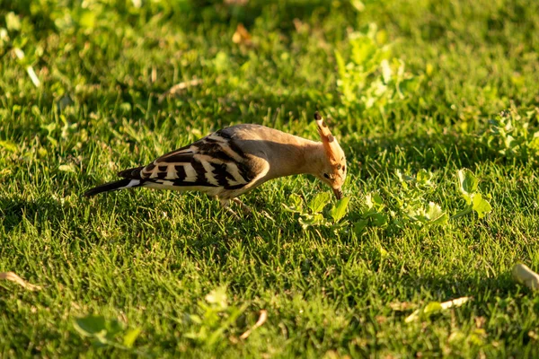 Hoopoe Common Hoopoe Upupa Epop Eurasian Hoopoe Zelené Trávě — Stock fotografie