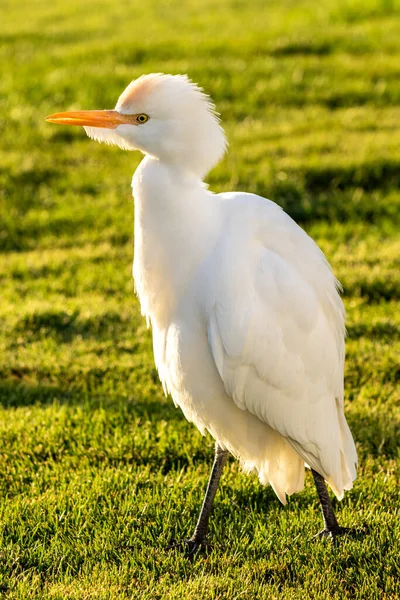 White Egyptian Heron Background Green Grass — Stock Photo, Image