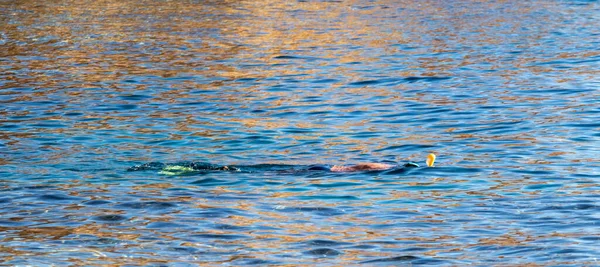 Ein Maskierter Mann Schwimmt Auf Der Wasseroberfläche Seelandschaft — Stockfoto