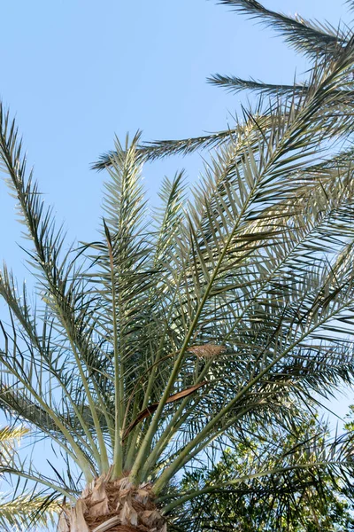 Palmer Mot Den Blå Himlen Palmblad Mot Himlen — Stockfoto