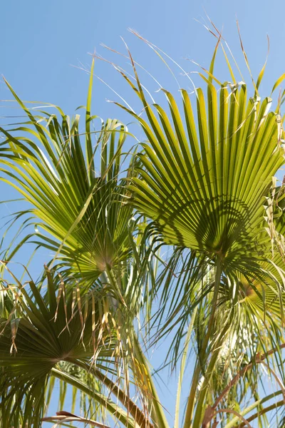 Mavi Gökyüzüne Karşı Geniş Palmiye Dalları Dinlenme Rahatlama Seyahat Kavramı — Stok fotoğraf
