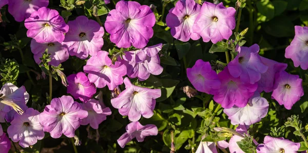 Fleurs Pétunia Fleurs Colorées Lumineuses Close — Photo