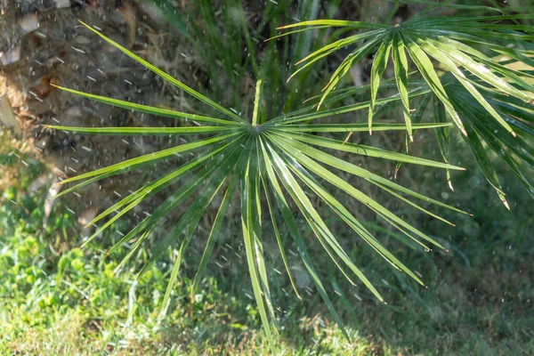 Sistema Irrigazione Innaffiare Erba Verde Sfondo Sfocato — Foto Stock