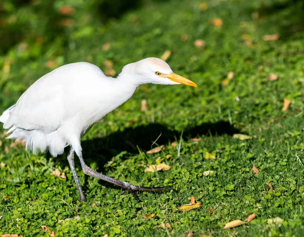 White Egyptian Heron Background Green Grass — Stock Photo, Image