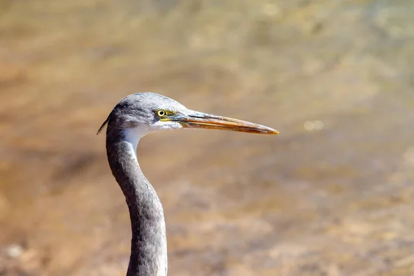Gray Egyptian Heron Seashore Close — Stock Photo, Image