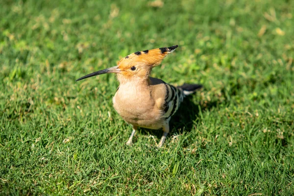 Hoopoe Common Hoopoe Upupa Epop Eurasian Hoopoe Zelené Trávě — Stock fotografie