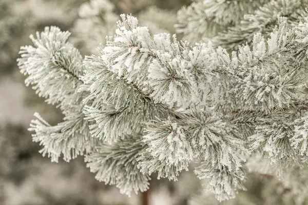 針葉樹の枝は雪で覆われています 冬の雪を背景に雪の結晶中の松の枝 — ストック写真