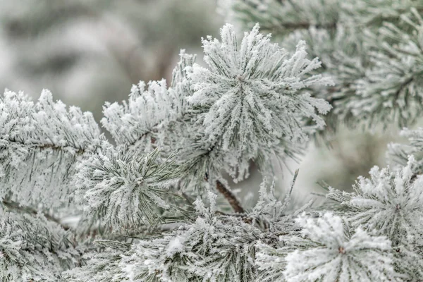 Jehličnaté Větve Jsou Pokryty Sněhem Borovice Sněhových Krystalech Detailní Záběr — Stock fotografie
