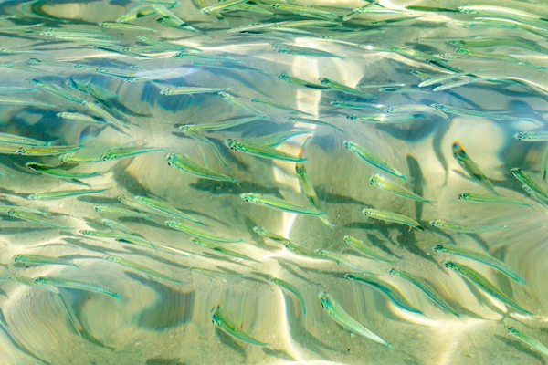 Ikan Kecil Air Laut Transparan Ikan Laut Latar Belakang — Stok Foto