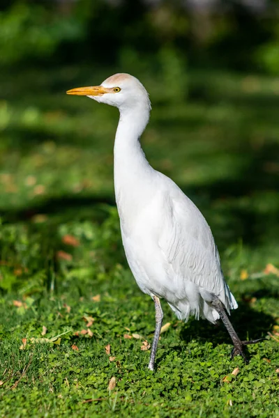 Witte Egyptische Reiger Een Achtergrond Van Groen Gras — Stockfoto