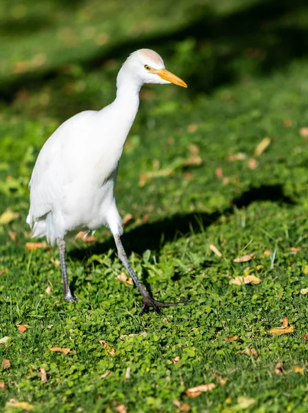 Weißer Ägyptischer Reiher Auf Grünem Gras — Stockfoto