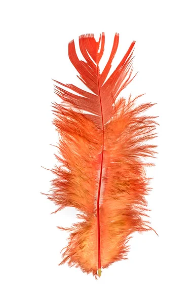 Feather Bird White Background Bright Colored Feathers — Stock Photo, Image