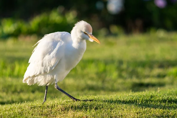 White Egyptian Heron Background Green Grass — Stock Photo, Image