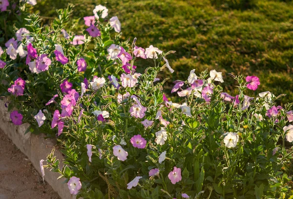 Petunia Flowers Bright Colorful Flowers Close — Stock Photo, Image