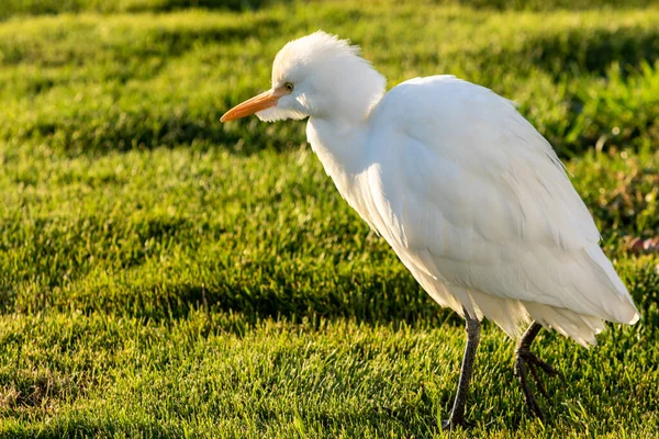 White Egyptian Heron Background Green Grass — Stock Photo, Image