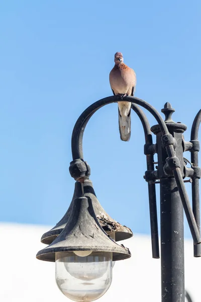 Bird Sits Lamp Street Afternoon — Stock Photo, Image