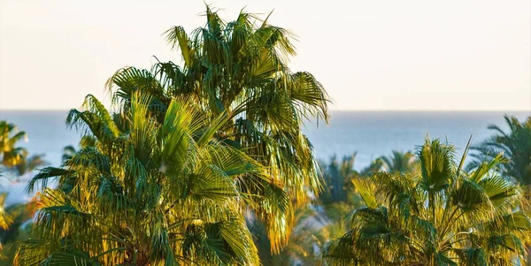 Ägypten Sharm Sheikh Küste Palmen Häuser Gebäude Gegen Den Blauen — Stockfoto