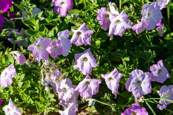 Petunia Bloemen Heldere Kleurrijke Bloemen Close — Stockfoto