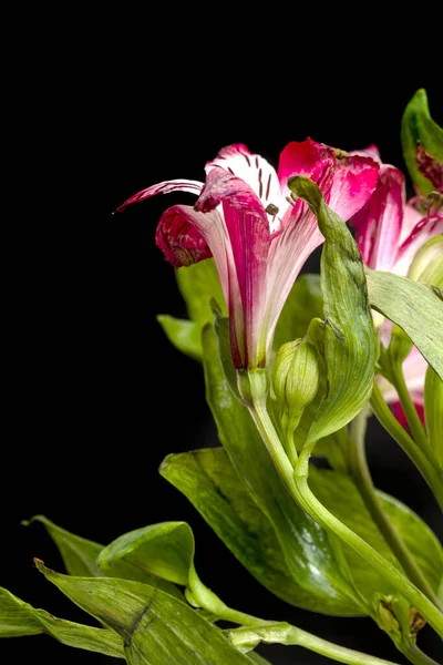 黒を背景に鮮やかな美しい蘭の花 — ストック写真