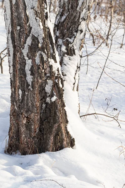 Зимний Пейзаж Лесу Ясный Солнечный Морозный День — стоковое фото