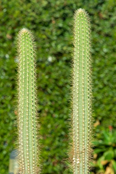 Thorny Kaktusz Növények Természetben Közelről — Stock Fotó