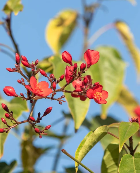 Flores Vermelhas Milkweed Tropical Close Fundo Desfocado — Fotografia de Stock